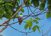Pink-spotted Fruit Dove