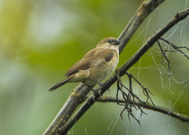 Pink-throated Twinspot