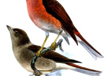 Pink-throated Twinspot