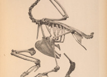 Pinon Imperial Pigeon