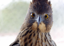 Pinsker's Hawk-Eagle