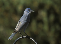 Pinyon Jay