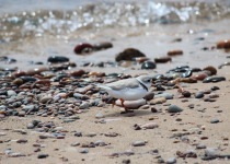 Piping Plover