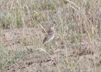 Pipit