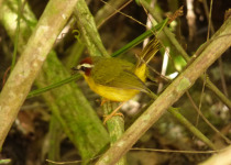 Pirre Warbler