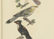 Pitta-like Ground Roller