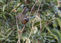 Piura Hemispingus