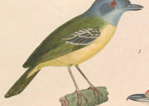 Plain Antvireo