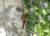 Plain-brown Woodcreeper