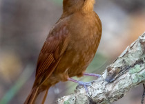 Plain-brown Woodcreeper