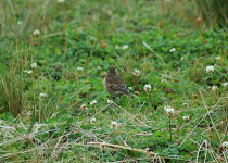 Plain-capped Ground-Tyrant
