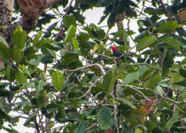 Plain-capped Starthroat