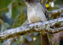 Plain-crested Elaenia