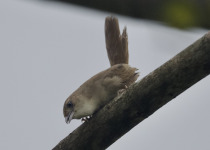 Plain-mantled Tit-Spinetail