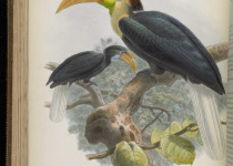Plain-pouched Hornbill