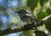 Plain-tailed Wren