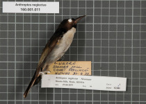 Plain-throated Sunbird