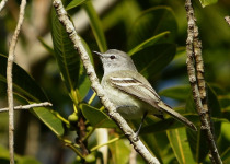 Plain Tyrannulet