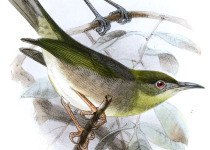 Plain White-eye