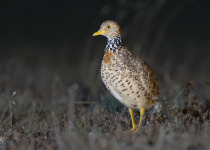 Plains-wanderer