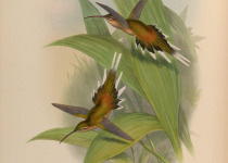 Planalto Hermit