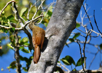 Planalto Woodcreeper