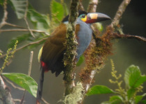Plate-billed Mountain-Toucan