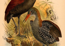 Platen's Aramidopsis