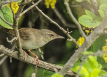 Pleske's Grasshopper Warbler