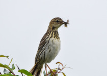 Pleske's Pipit