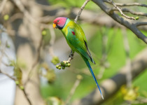 Plum-headed parakeet