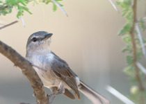 Plumbeous Antvireo