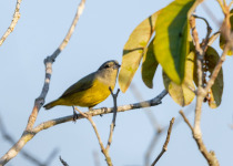 Plumbeous Euphonia