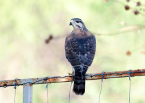 Plumbeous Hawk