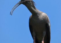 Plumbeous Ibis
