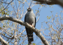 Plumbeous Kite