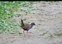 Plumbeous Rail