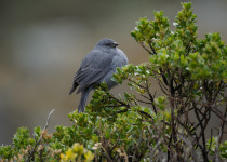 Plumbeous Sierra Finch