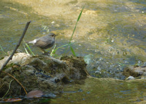 Plumbeous Water Redstart