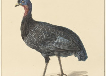 Plumed Guineafowl