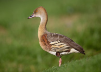 Plumed Whistling Duck