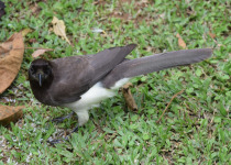 Plush-crested Jay