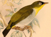 Pohnpei white-eye