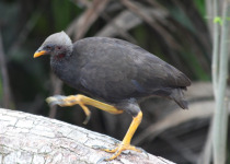 Polynesian Megapode