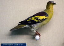 Pompadour Green Pigeon