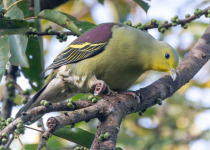 Pompadour Green Pigeon