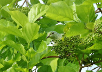 Ponape Fruit Dove