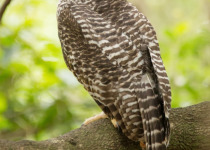 Powerful Owl