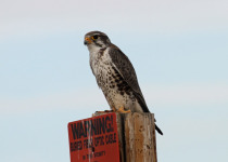 Prairie Falcon
