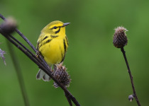 Prairie Warbler